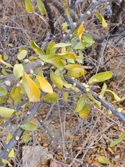 Adelia brandegeei