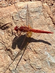 Crocothemis sanguinolenta