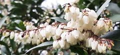 Pieris japonica taiwanensis