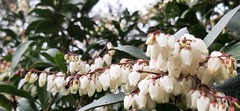 Pieris japonica taiwanensis