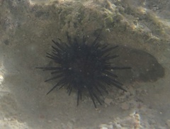 Echinometra lucunter