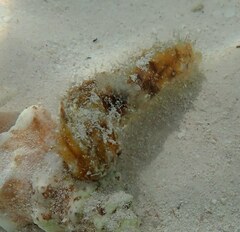 Holothuria grisea