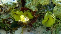 Notaulax occidentalis