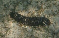 Holothuria mexicana