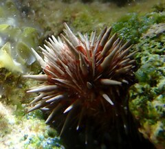 Tripneustes ventricosus