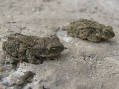 Duttaphrynus stomaticus