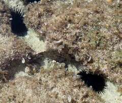 Echinometra lucunter