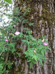 Rosa pisocarpa