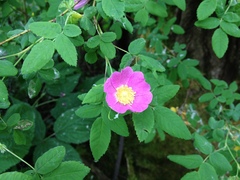 Rosa pisocarpa