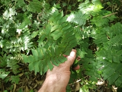 Adiantum trapeziforme