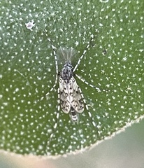 Ablabesmyia notabilis