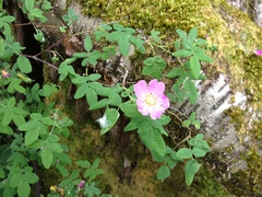 Rosa pisocarpa