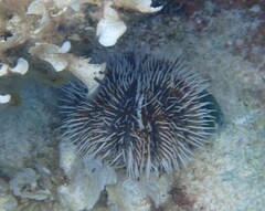 Tripneustes ventricosus