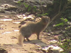 Urva auropunctata