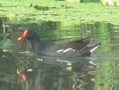Gallinula chloropus