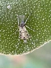 Ablabesmyia notabilis