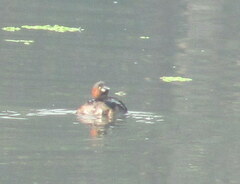 Tachybaptus ruficollis