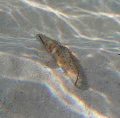 Holothuria grisea