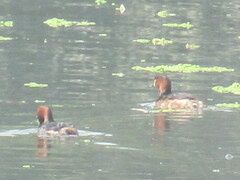 Tachybaptus ruficollis