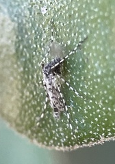 Ablabesmyia notabilis