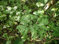 Adiantum trapeziforme