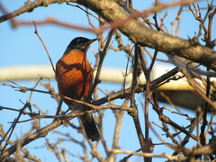 Turdus migratorius