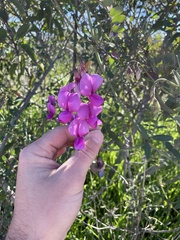 Lathyrus vestitus alefeldii
