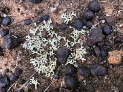 Xanthoparmelia semiviridis