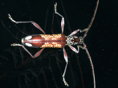 Coptocercus multitrichus