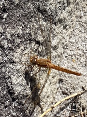 Crocothemis sanguinolenta
