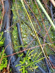 Utricularia uliginosa