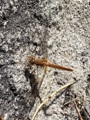 Crocothemis sanguinolenta