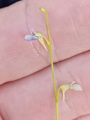 Utricularia uliginosa