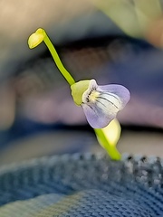 Utricularia uliginosa