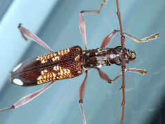 Coptocercus multitrichus