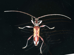 Coptocercus multitrichus