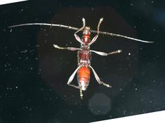 Coptocercus multitrichus