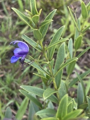 Rotheca louwalbertsii