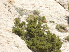 Juniperus californica