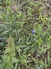 Rotheca louwalbertsii
