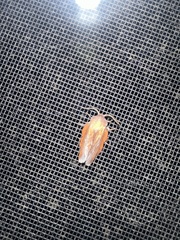 Phyllodesma americana