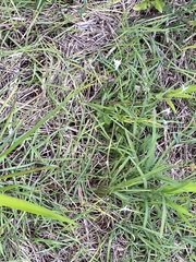 Rhynchospora colorata