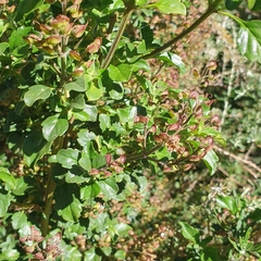 Prostanthera melissifolia