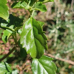 Prostanthera melissifolia