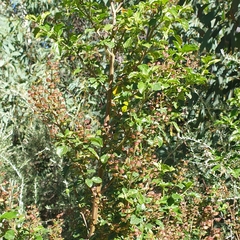 Prostanthera melissifolia