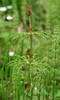 Wood Horsetail - Photo (c) Alinja, some rights reserved (CC BY-SA)