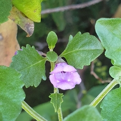Prostanthera melissifolia