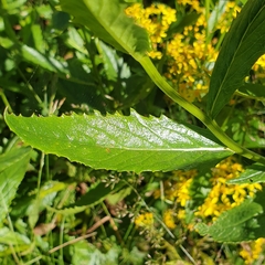 Senecio linearifolius