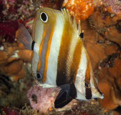 Coradion melanopus