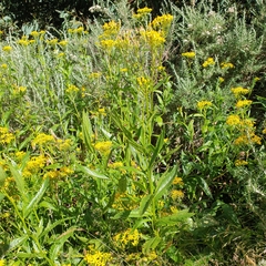 Senecio linearifolius